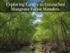 Exploring Earth’s 10 Untouched Mangrove Forest Wonders